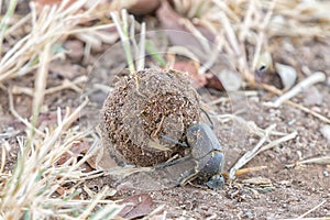 Upside down dung beetle rolling a ball of dung