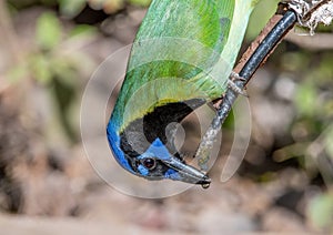 Upside Down Green Jay Getting a Drink