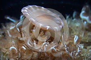 Upside down jelly fish underwater