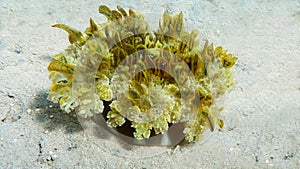 Upside down jellyfish, Cassiopea andromeda