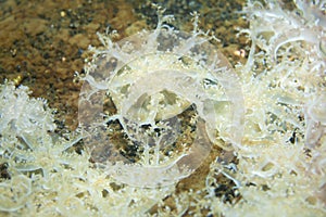 Upside-down jellyfish Cassiopea andromeda.