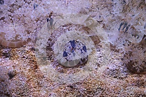 Upside down jellyfish, Cassiopea