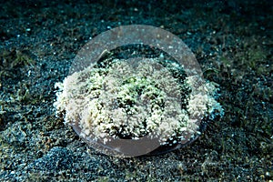 Upside-Down Jellyfish Cassiopea sp