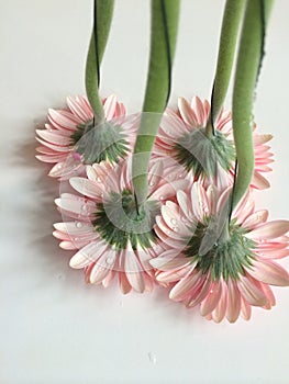 Upside down pink daisies