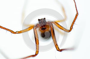 Upside down red house spider