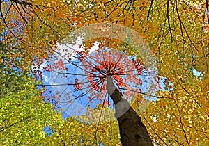 Upside down red yellow maple leaf