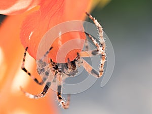 Upside down spider sitting on a flower