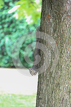 Upside down squirrel eating on a tree trunk