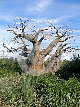 Upside Down Tree