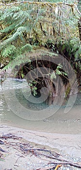 Upside down tree stump