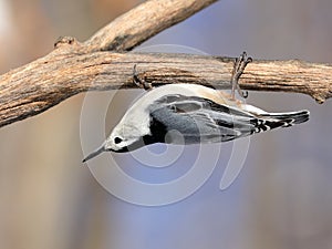 Upside down white-breasted nuthatch