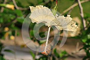 Upside-down white hibiscus or gumamela flower