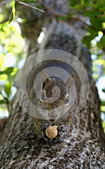 Upsidedown squirrel