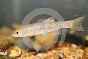 Upstream fat minnow