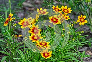 UpTick Gold and Bronze hybrid Coreopsis