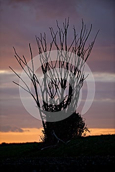 Upturned Branches at Sunset