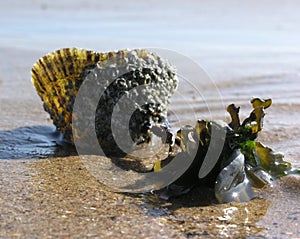 Limpet and Seaweed Neighbours photo