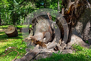 The root and trunk of a large poplar in a city summer park after a stormy wind