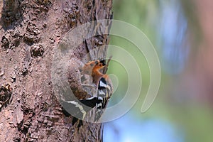 Upupidae - a rare birt in Thailand