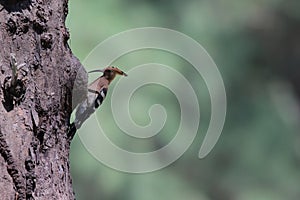 Upupidae - a rare birt in Thailand