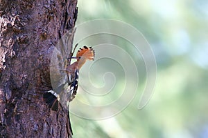 Upupidae - a rare birt in Thailand