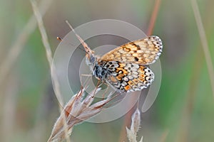 An upward angle closeup of the Glanville Fritillary butterfly, Melitaea cinxia with open wings in the grass