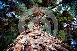 Upward angle of large pine tree bark