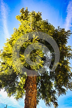 Upward angle of large tree