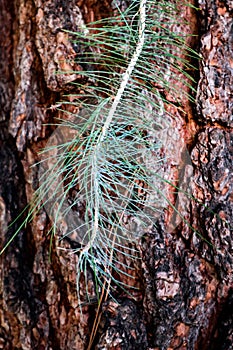 Upward angle of large tree