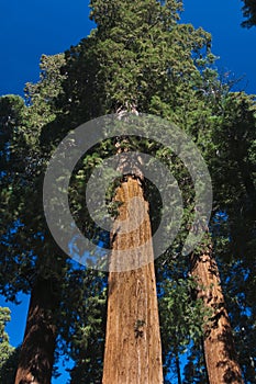 Upward angle of Redwood tree