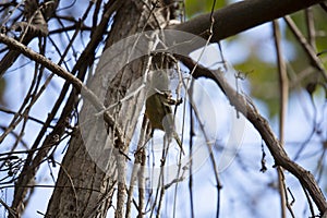 Upward Bound Ruby-Crowned Kinglet