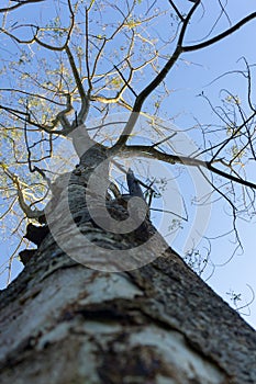 An upward canopy shot of a fully grown Kashi tree in an Indian forest region. A variety of Japanese white oak tree. dehradun,