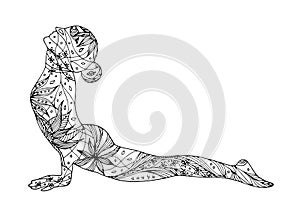 Upward Facing Dog Yoga Pose, Urdhva Mukha Svanasana, yoga pose