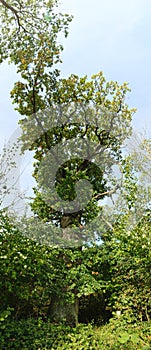 Upward panorama of the Koenigseiche (King Oak) in the nature reserve NSG Karlsberg-Oldenburger Holz in Germany