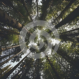 Upward perspective of towering trees converging in a lush forest