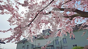 Upward shot of pink cherry blossoms, the sun shines through the trunk