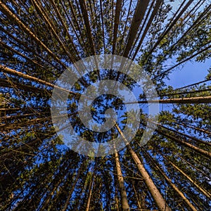 upward view in autumn pine forest at clear day light with ultra wide angle rectangular lens
