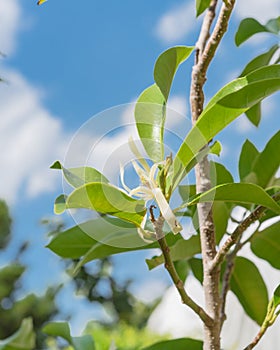 Upward view of blooming Cananga odorata Ylang-ylang flower or tropical perfume tree