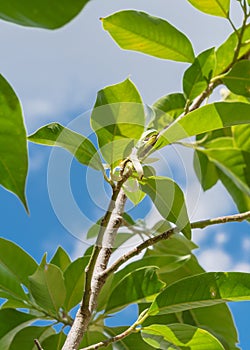 Upward view of blooming Cananga odorata Ylang-ylang flower or tropical perfume tree