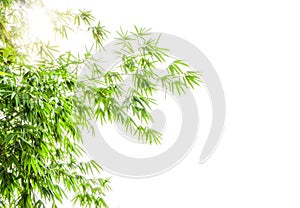 Upward view branches of green Bamboo leafs and the sunshine on white sky background with copy space