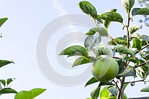 Upward view, bunch of green raw Persimmon round fruits and green leaves under blue sky, kown as Diospyros fruit, edible plants photo