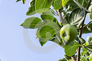 Upward view, bunch of green raw Persimmon round fruits and green leaves under blue sky, kown as Diospyros fruit,edible plants photo