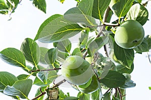 Upward view, bunches of green raw Persimmon round fruits and green leaves under blue sky, kown as Diospyros fruit, edible photo