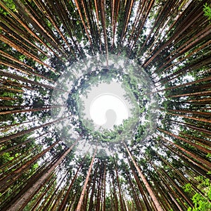Upward View of a Circular Tree Canopy in a Dense Forest