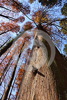 Upward view of dawn redwood woods in autumn