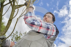 Upward view gardener next to tree