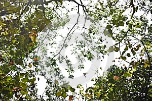 upward view of leaves