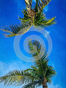 Upward View of Lush Palm Fronds Against a Clear Blue Sky