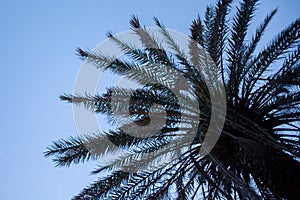 Upward View of Palm Tree under Blue Sky. Brown Leaf Fronds and Dried Branches Dropping from the side. Scaly Bark and Dry