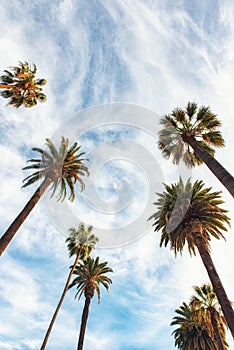Beverly Hills Los Angeles Rodeo Palm Trees photo